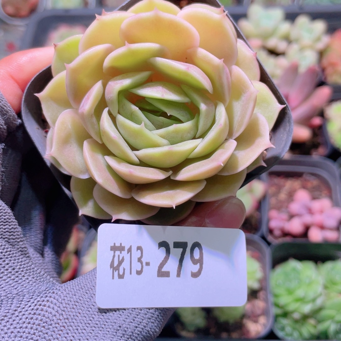 花利美13-279昂斯诺