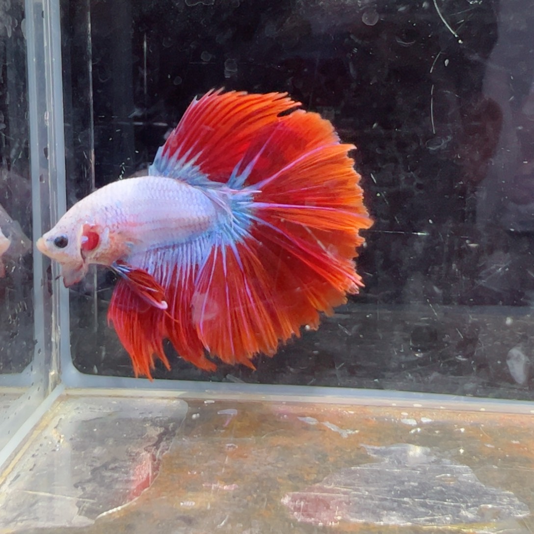 斗鱼浅色特殊尾hhhh