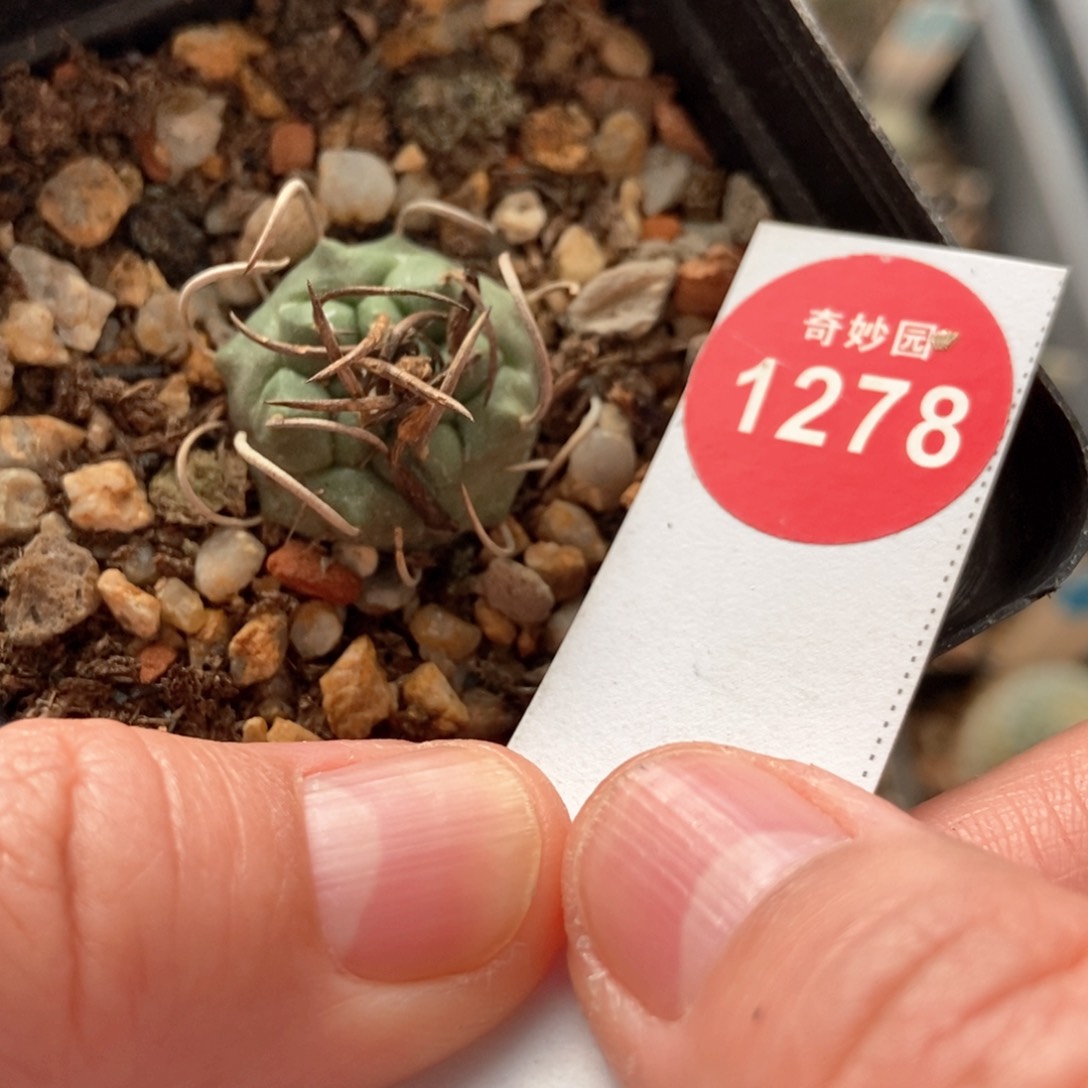 实生娇丽一颗2.2cm