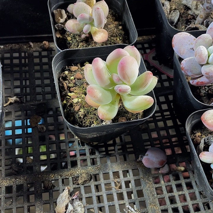 苹果奶带盆土发货
