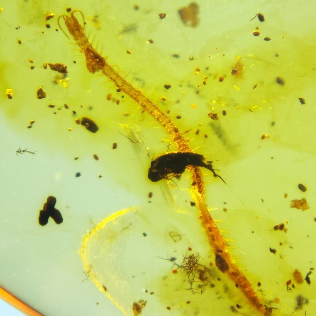 地蜈蚣吊坠天然缅甸琥珀原石裸石无优化化石珠宝首饰保真