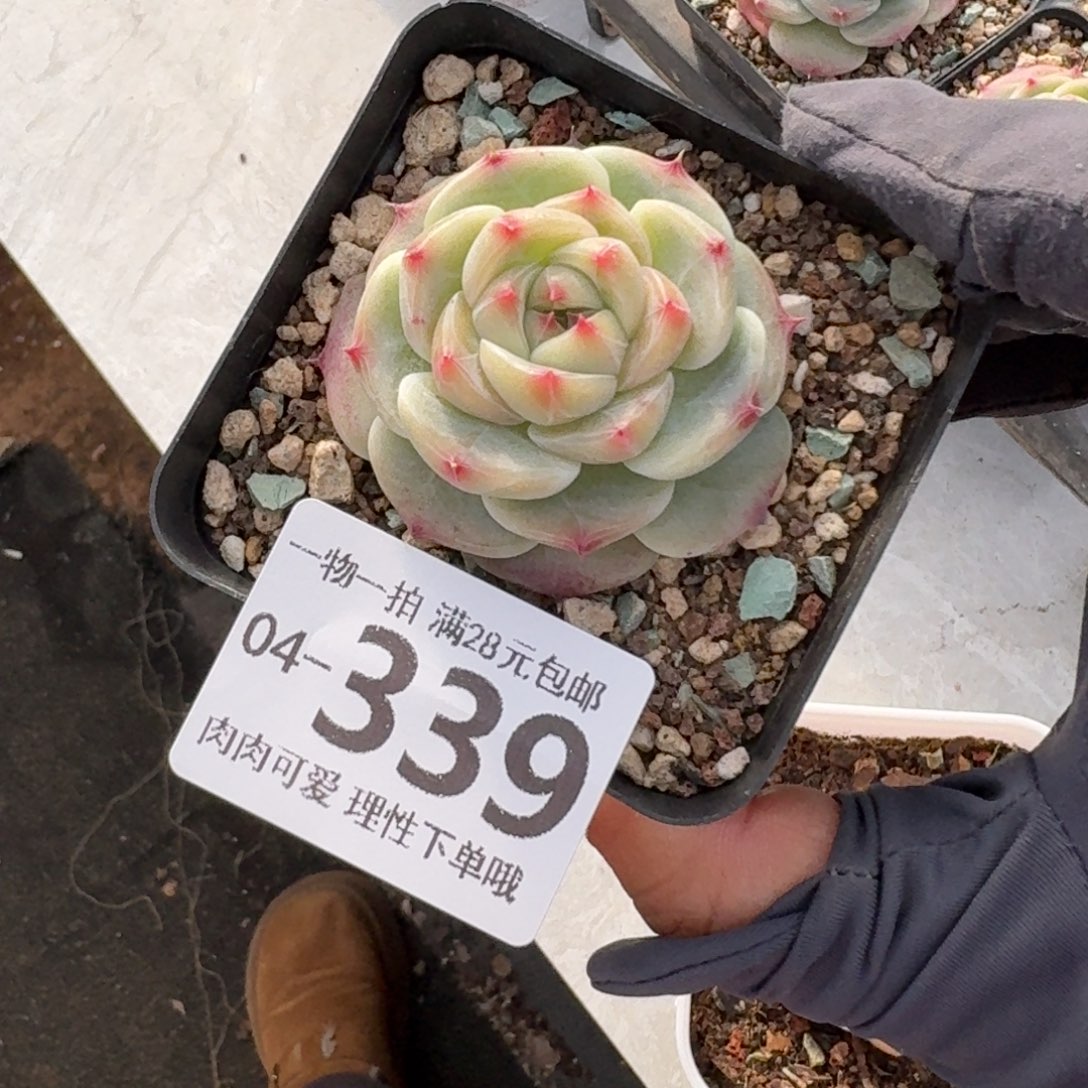 冰吉无盆土发货无