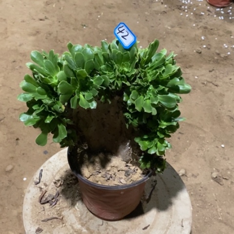 绿杨蓉缀瑕疵一物一拍