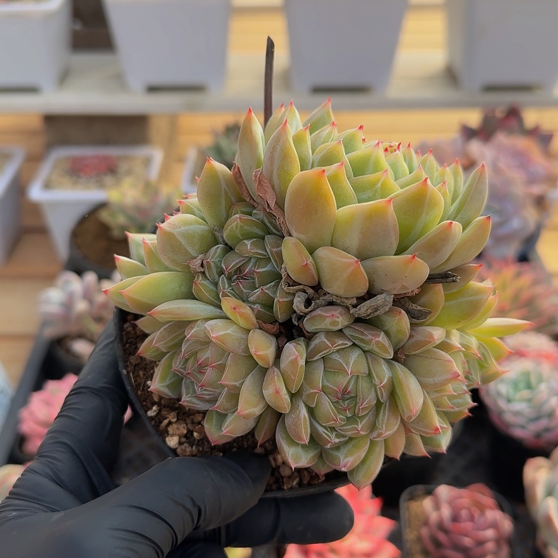 1207-85雪花珍妮群