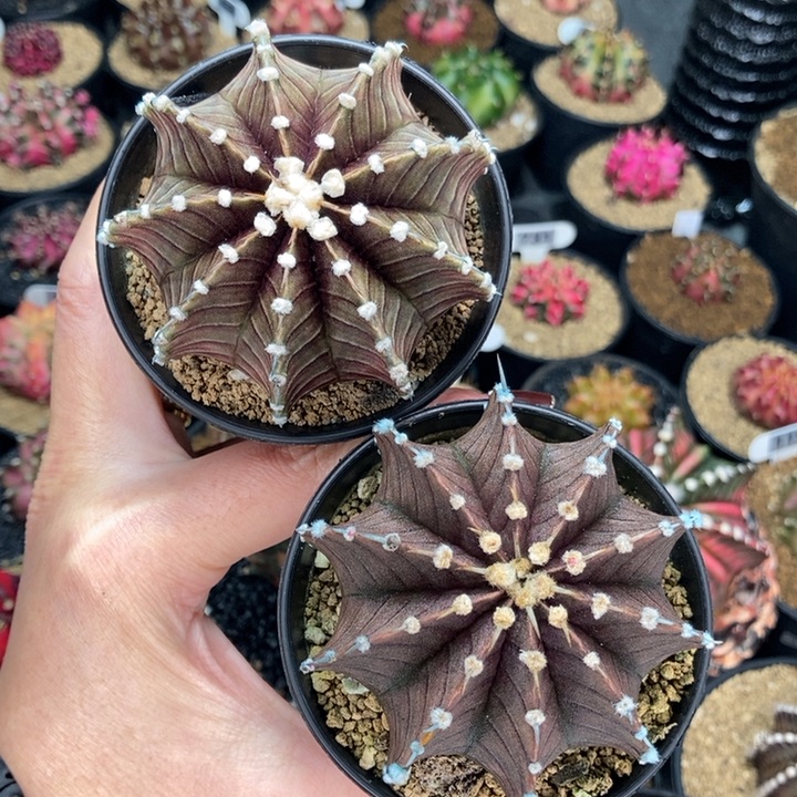 *️****专拍的 米哈仙人球