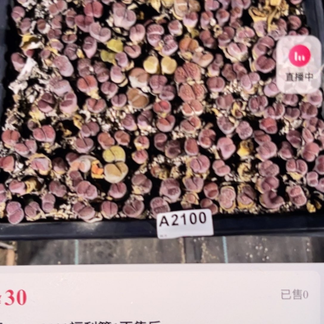 奶***呀2100福利筐1不售后