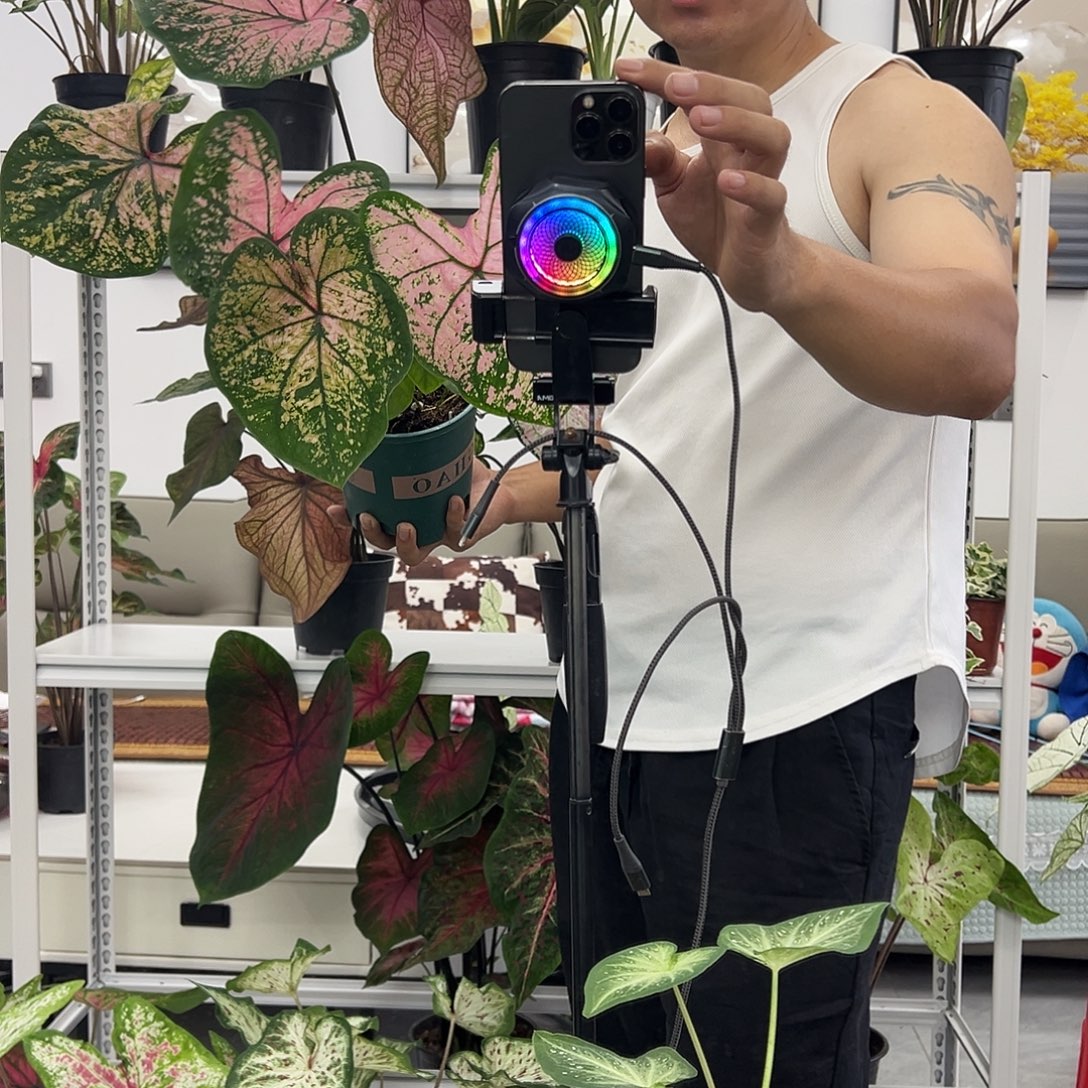 不开花植物粉色飞溅1加仑