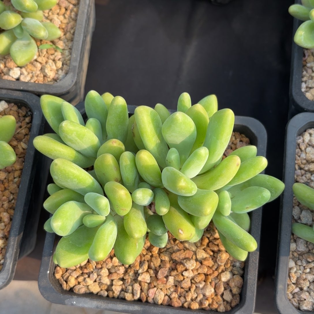 全部花朵芒果奶2号