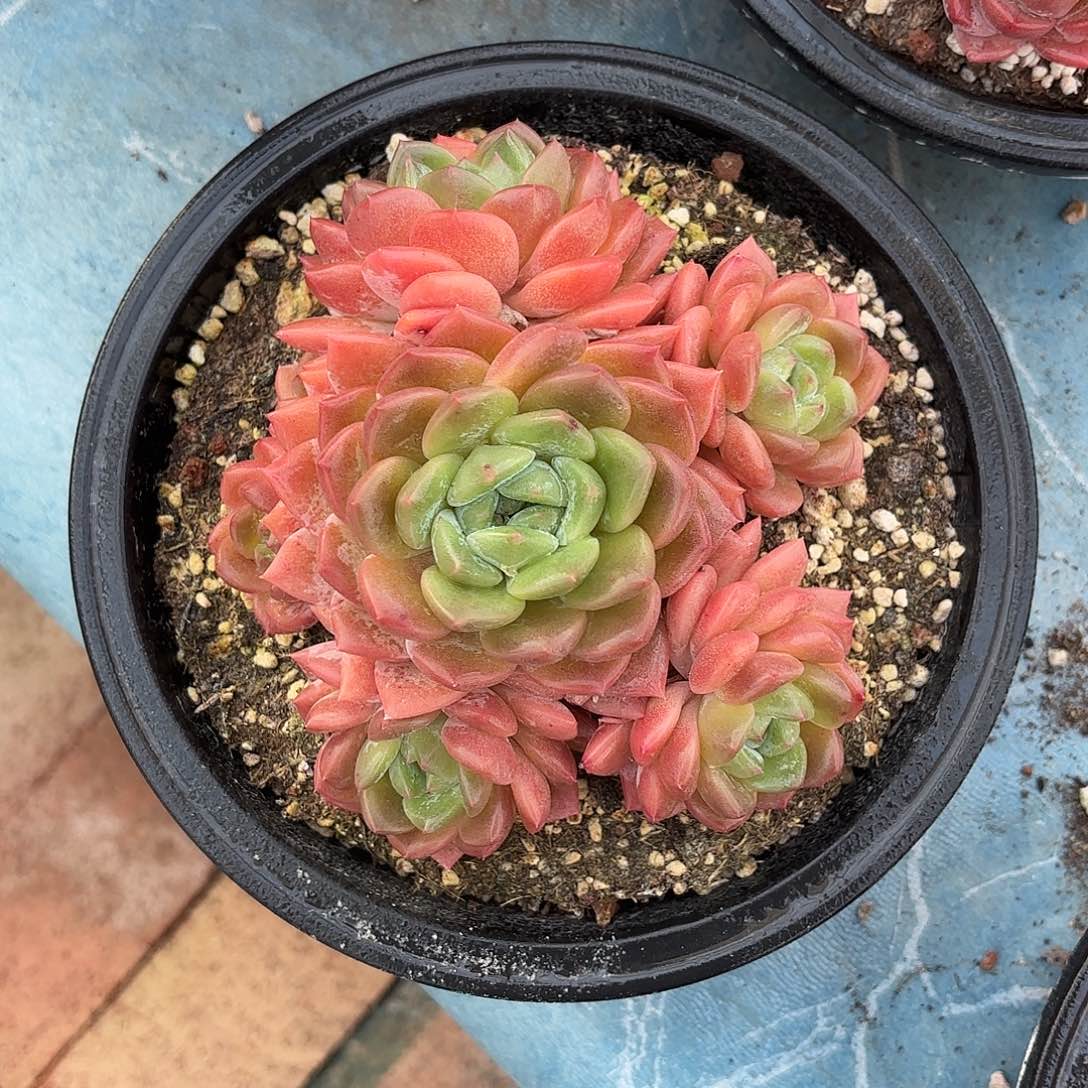 多肉植物啦啦啦啦啦啦啦