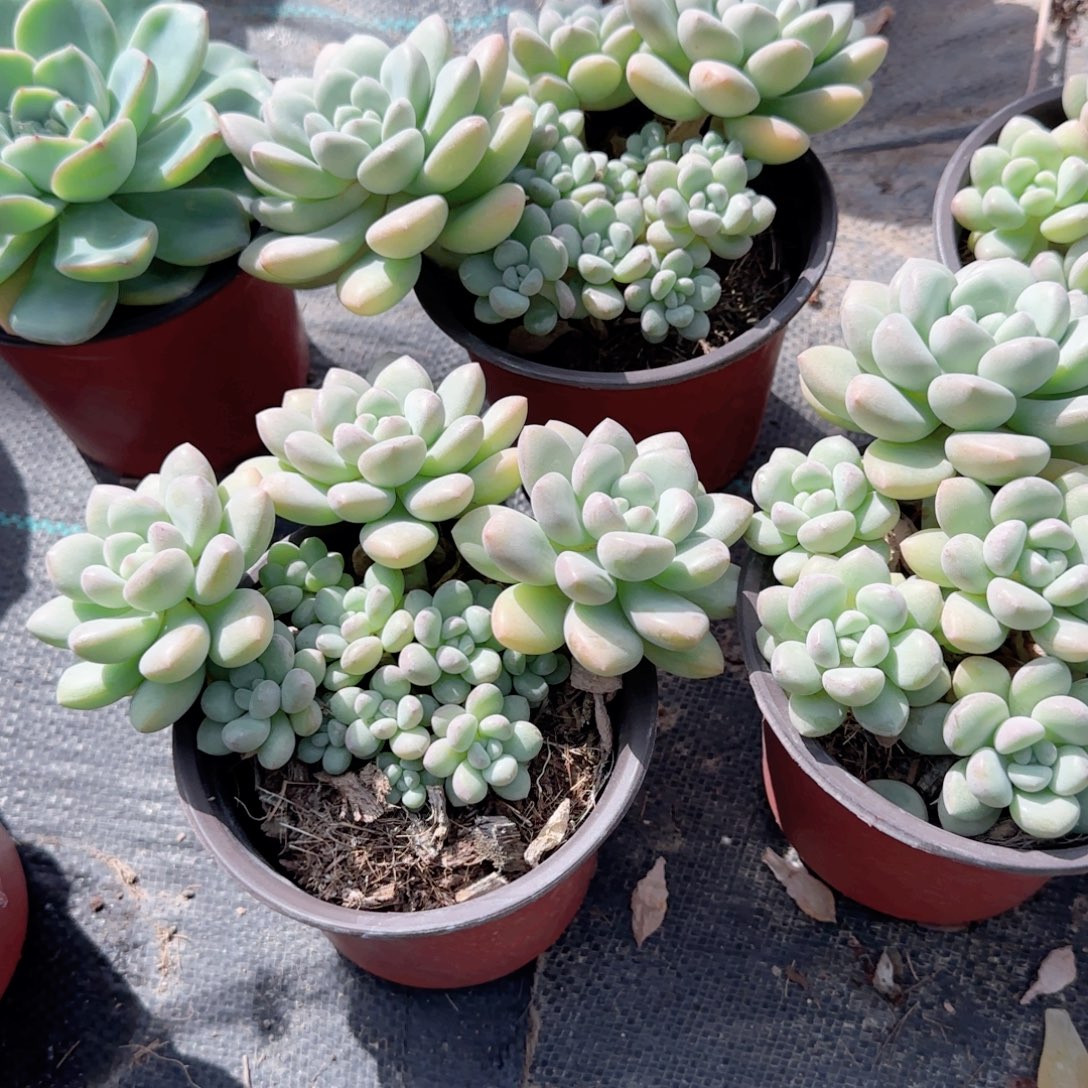 无花朵泡泡糖群生