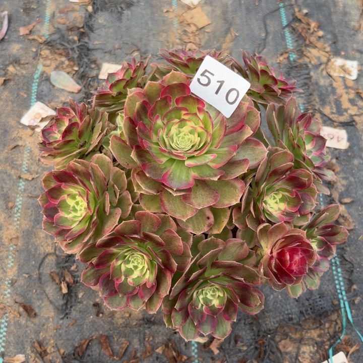 粉海王多肉植物不包损510