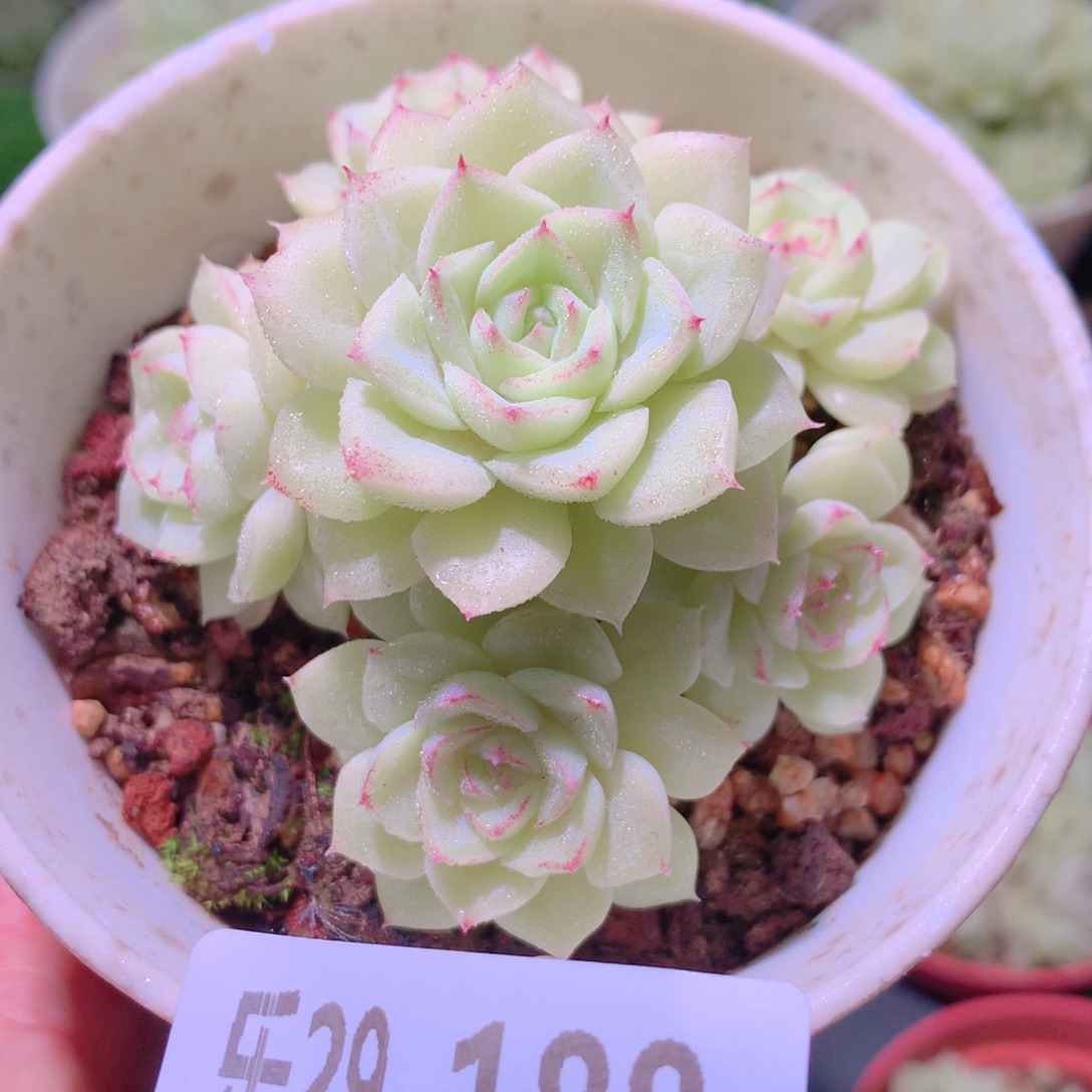 乐然29-188 白天鹅群 