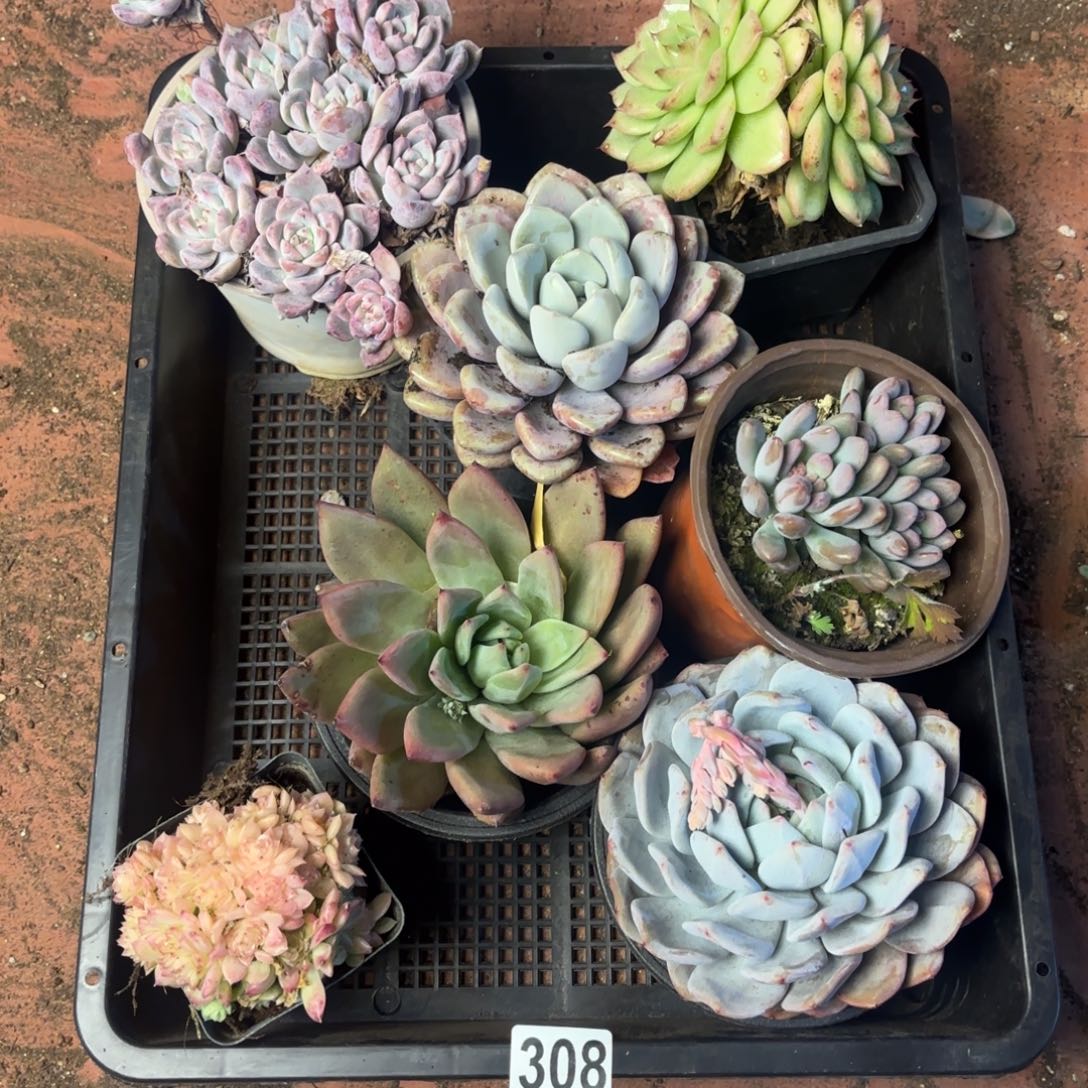 多肉植物框拍308号