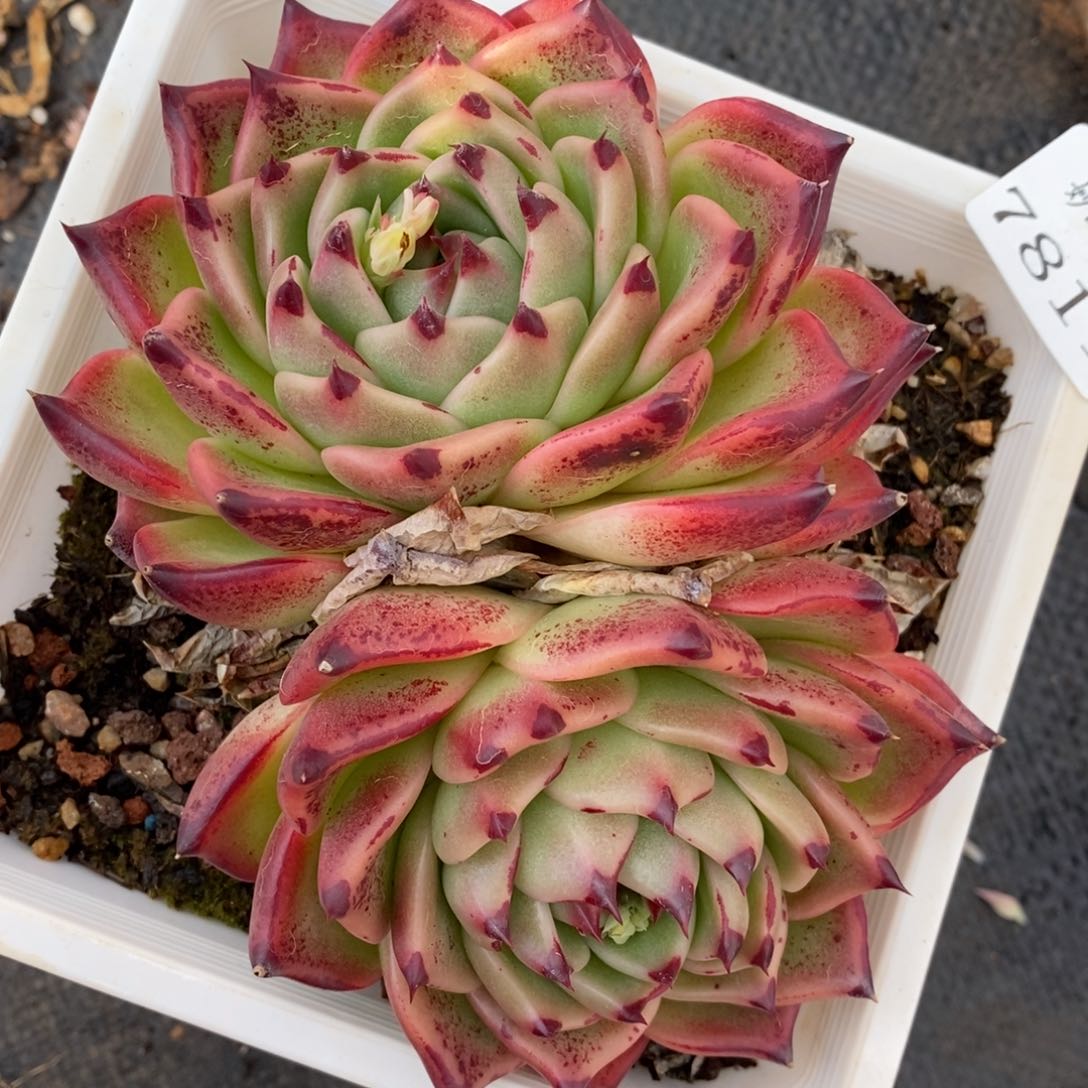 7811杂交多肉老桩