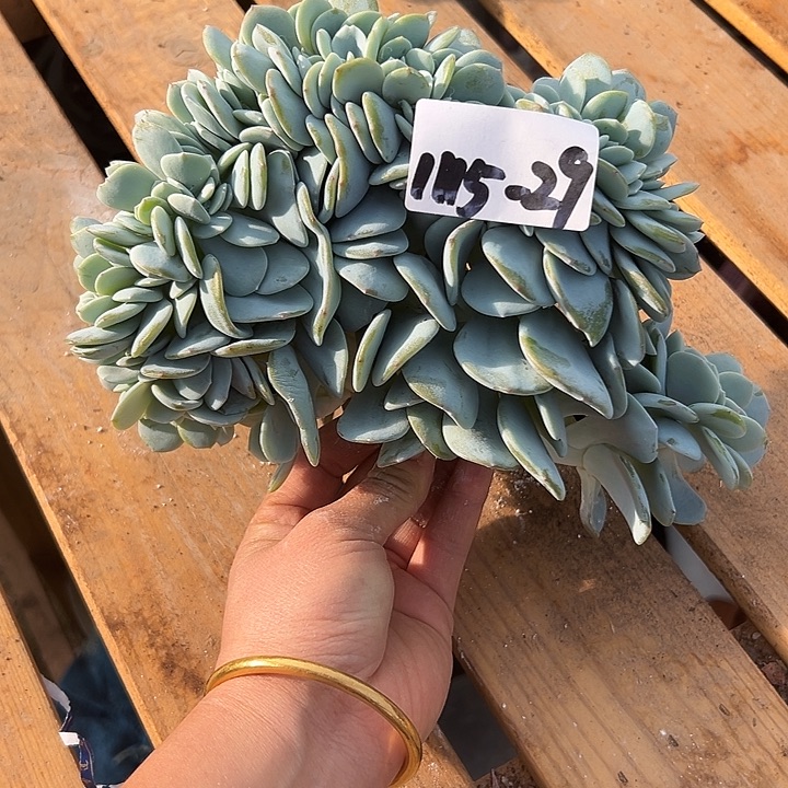 1115-29大奶茶缀多肉