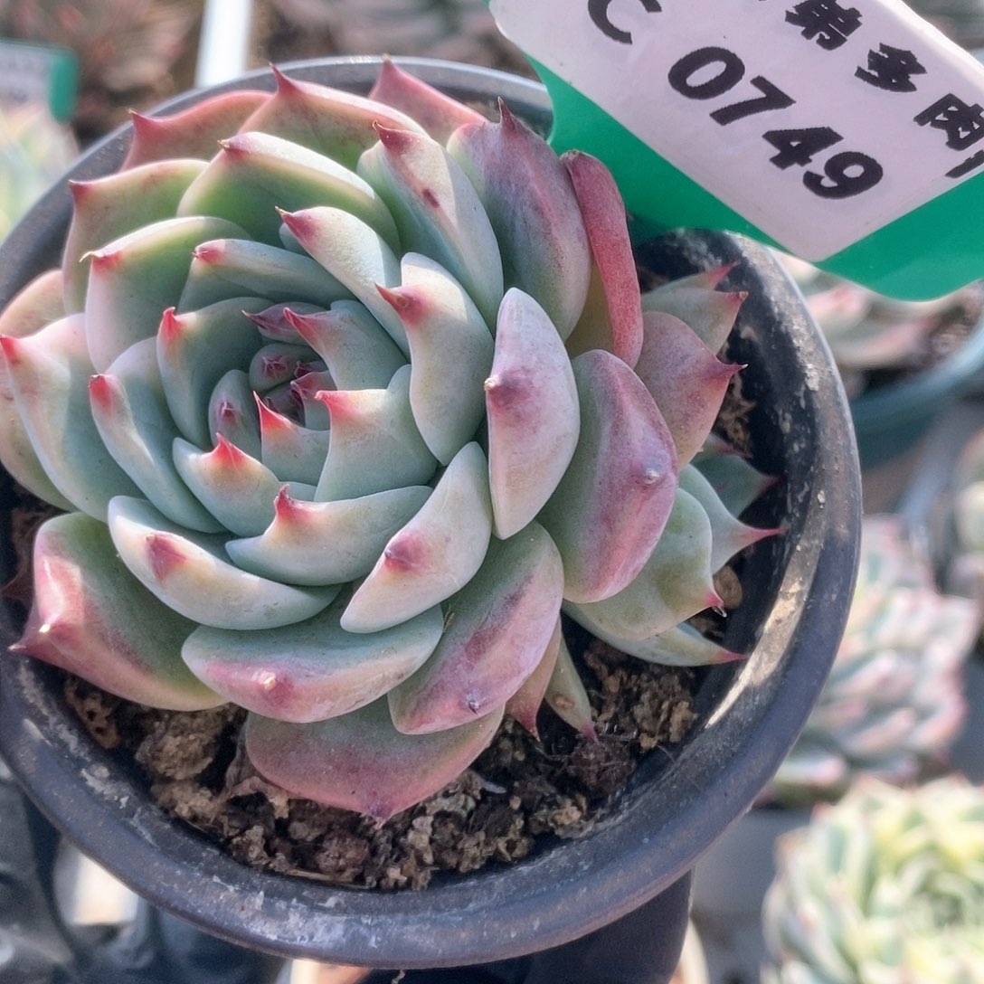 749锦锦锦锦锦锦锦