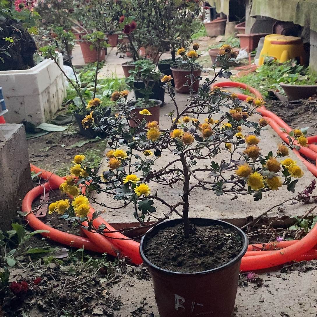善***策完全开放菊花露骨