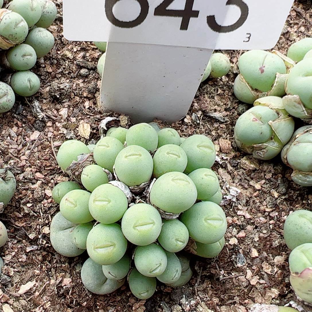 0000643一物一拍脱土发