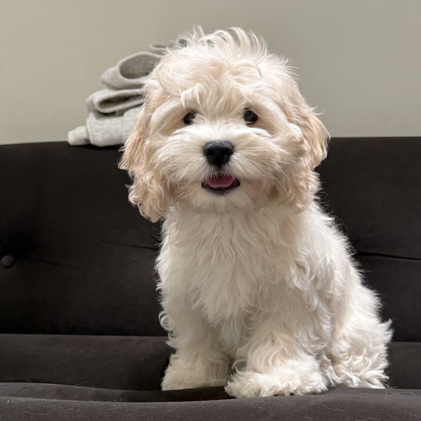 可卡布活体狗狗宠物幼犬