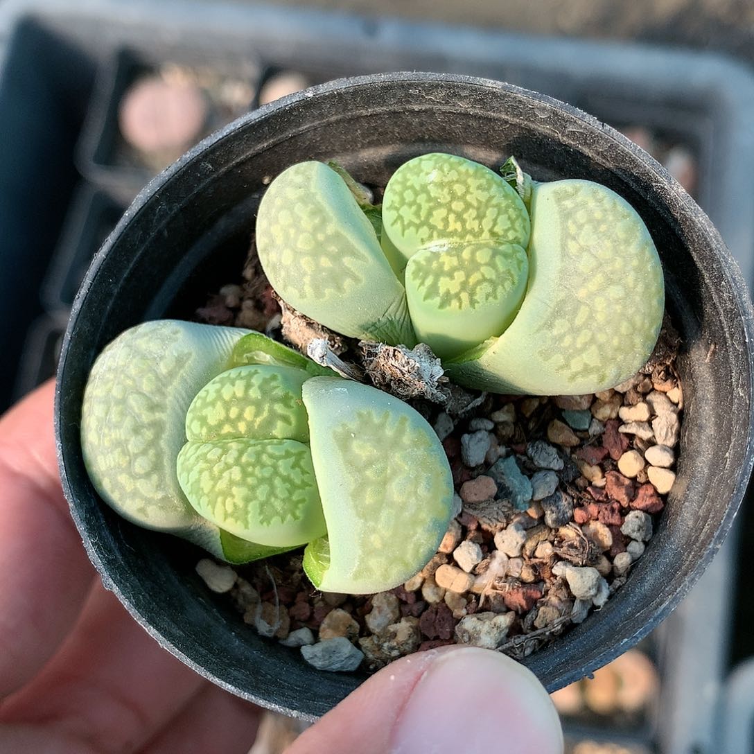 H132的人多肉植物