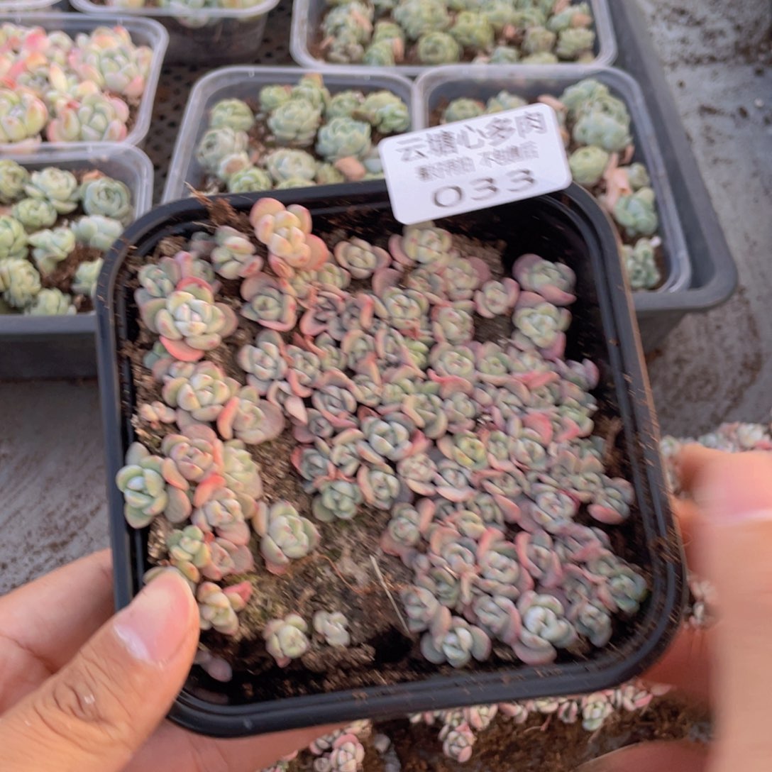 云糖心多肉植物33