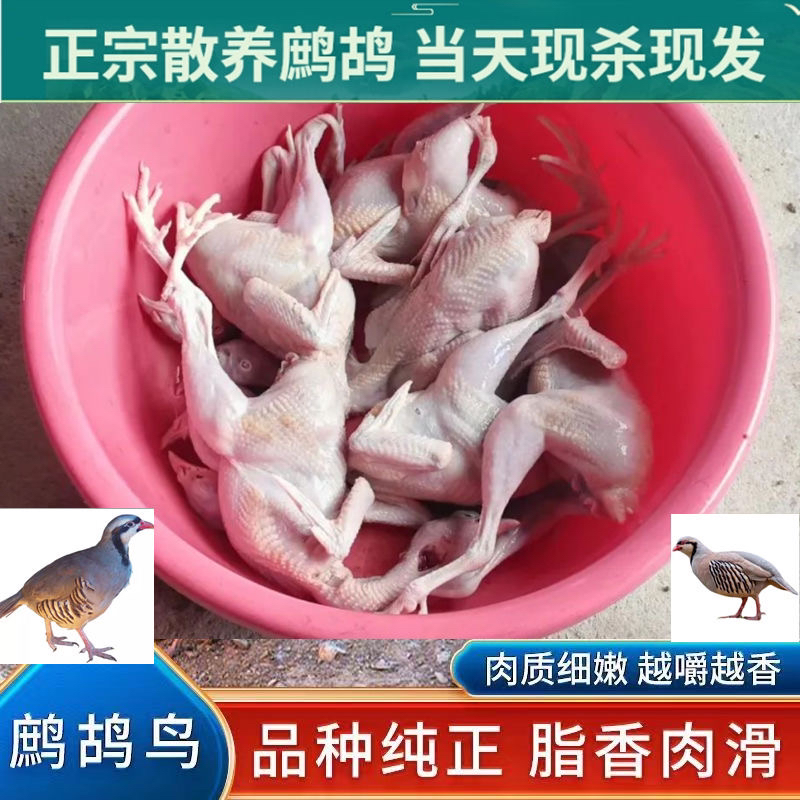 呱呱鸡 户外家养跑山鸡 粮食鸡 肉质细嫩 顺丰包邮到家