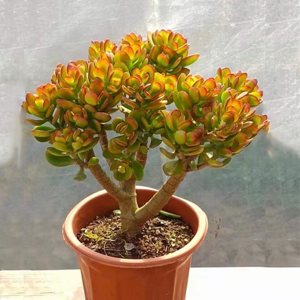 280·黄金摇钱树·独桩独杆新手入门多肉盆栽新手好养南方北方可养
