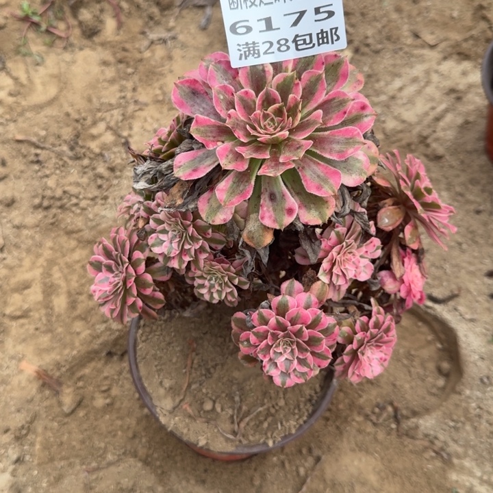 6175二号棚红铜壶L