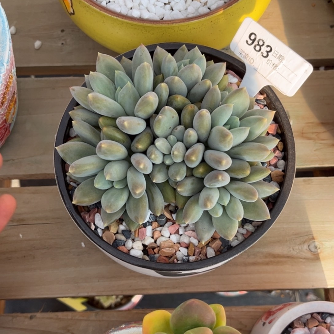 H***a黄胖体哥特多肉植物983