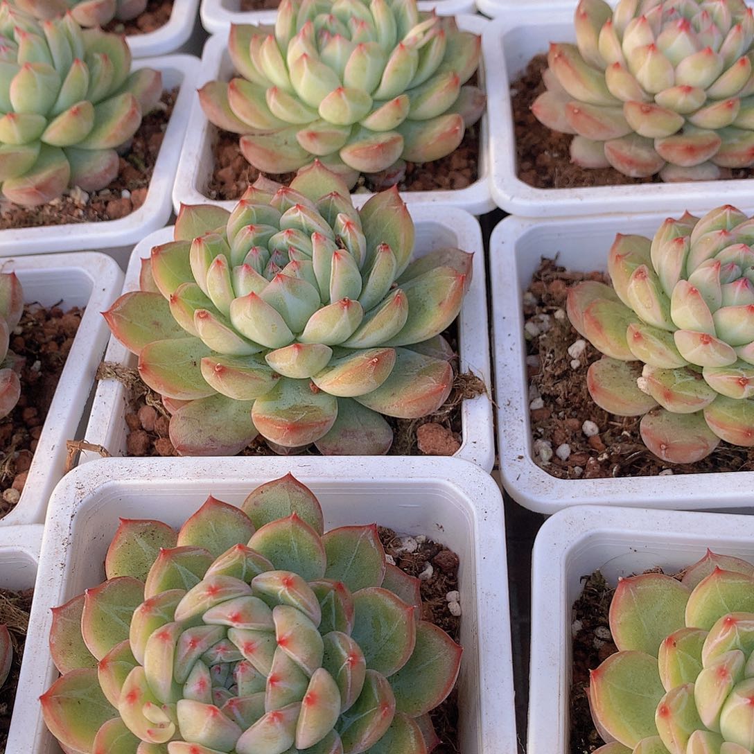 雪花珍妮3457899000000