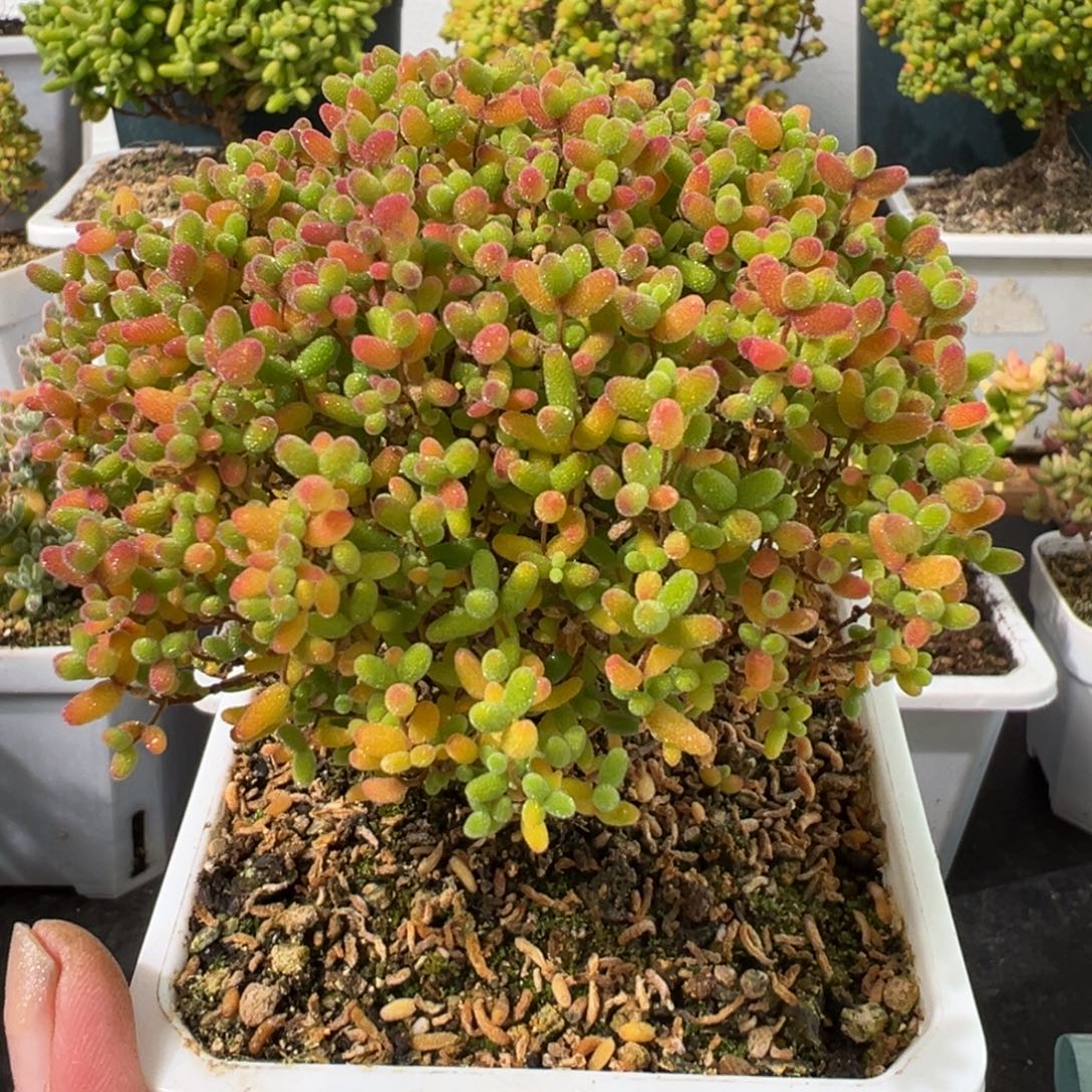 D2646蜜桔一物一拍