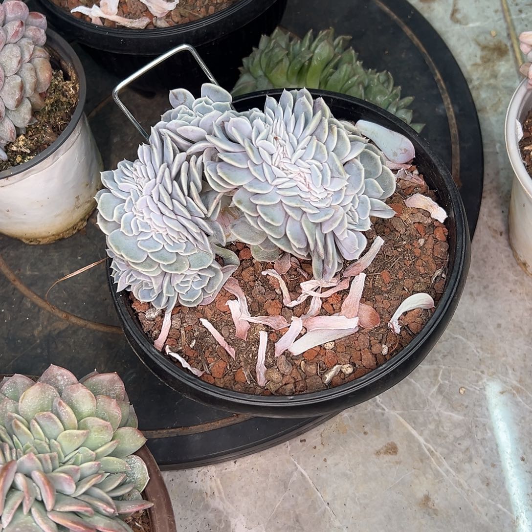 洁***哥多肉植物实物直播实物219