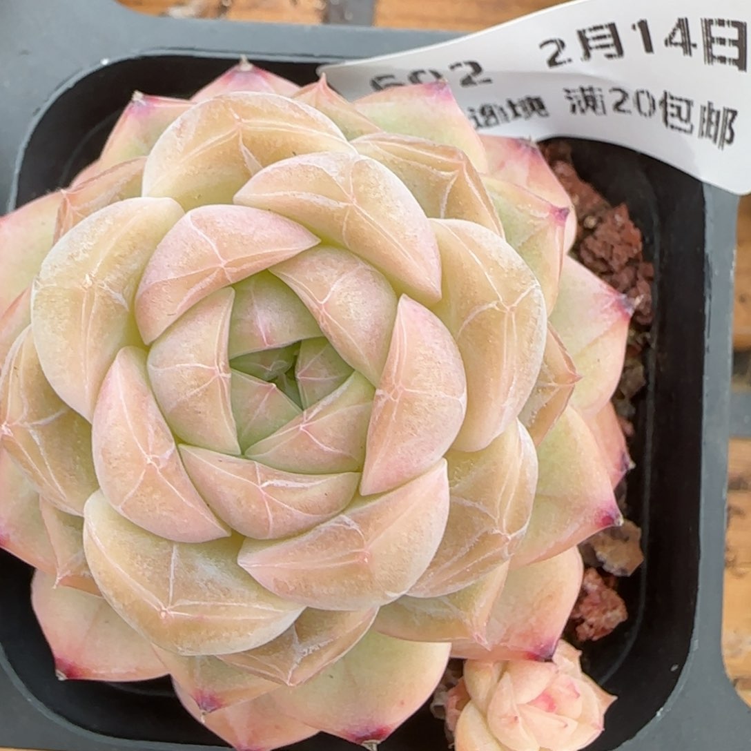 花语逸镜0214-602