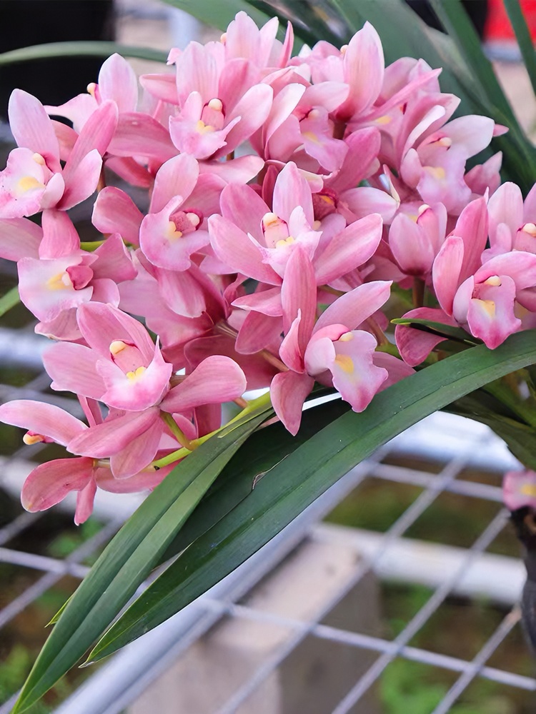 【带5-7花剑】兰花（浪漫樱花）浓香好养