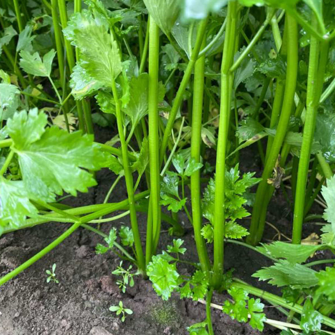 新沂板桥现拔本地香芹 芹菜
