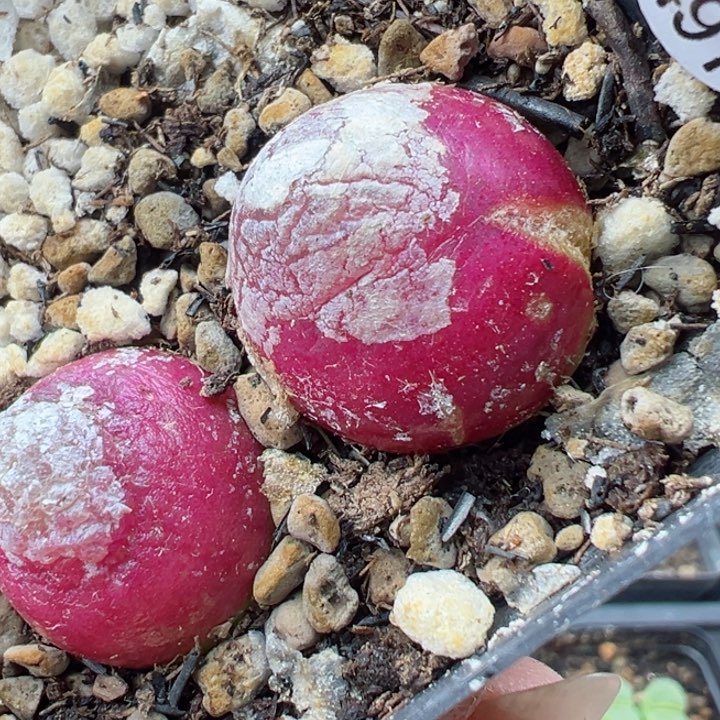 1颗2.4，小2.1，有伤