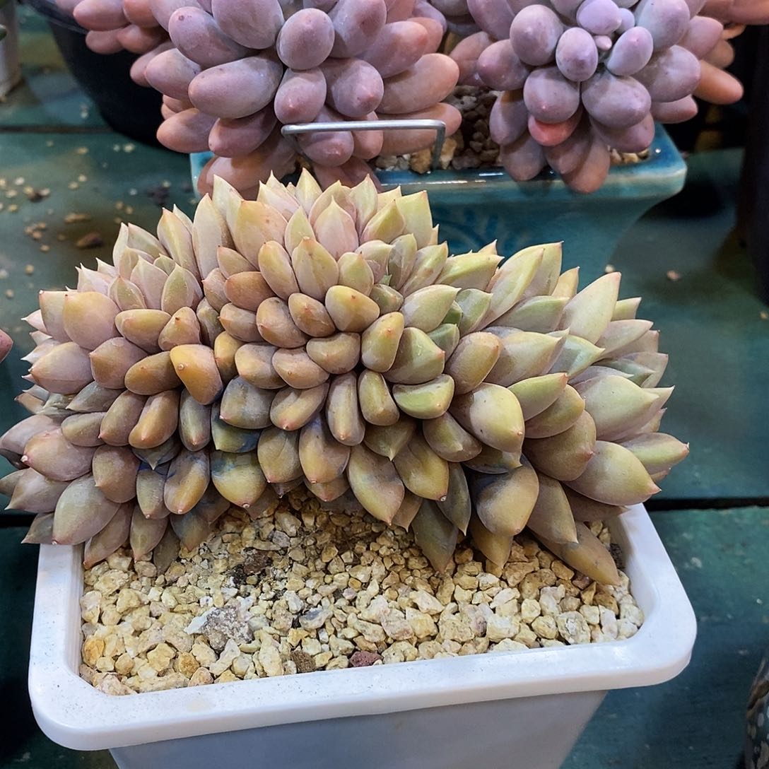 朵朵缀象牙，1234567697