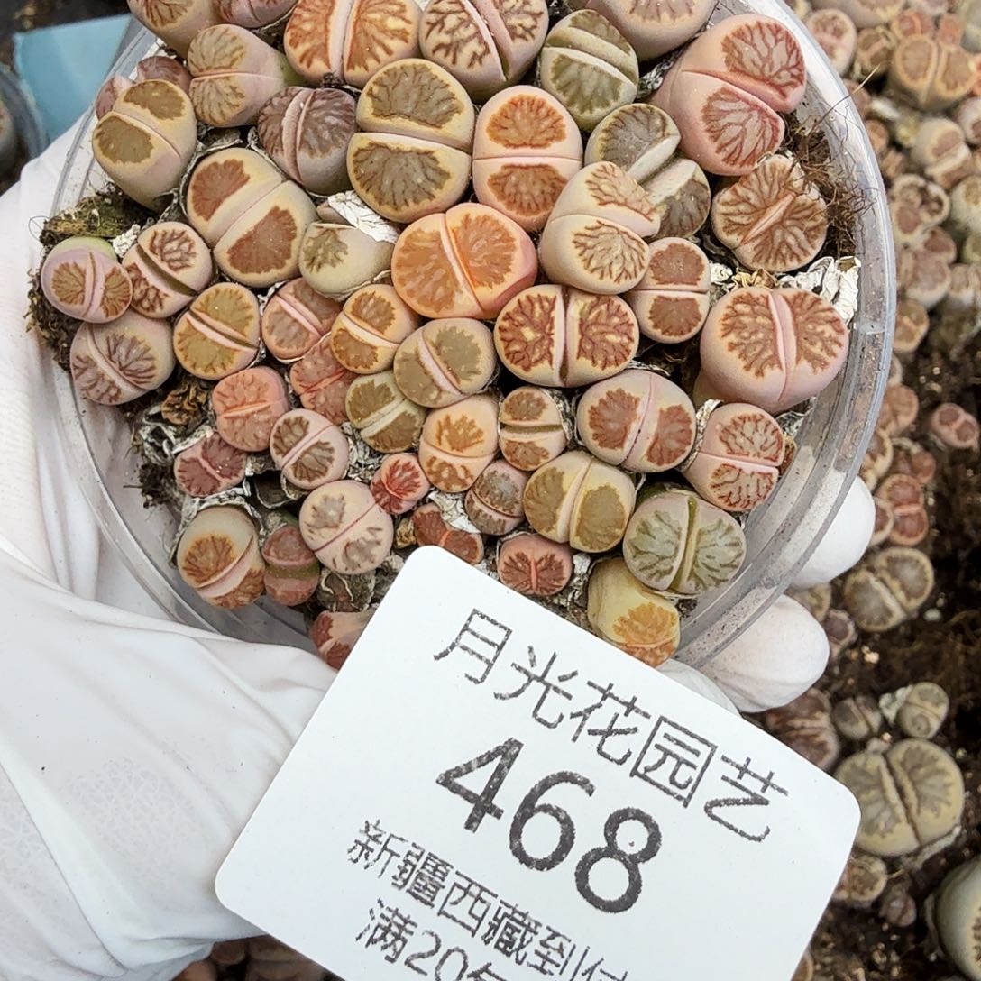 我不在这里干什么都不行吧468