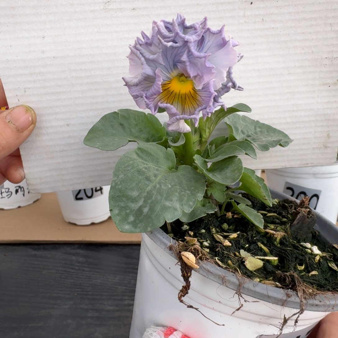 全部花朵217号角堇