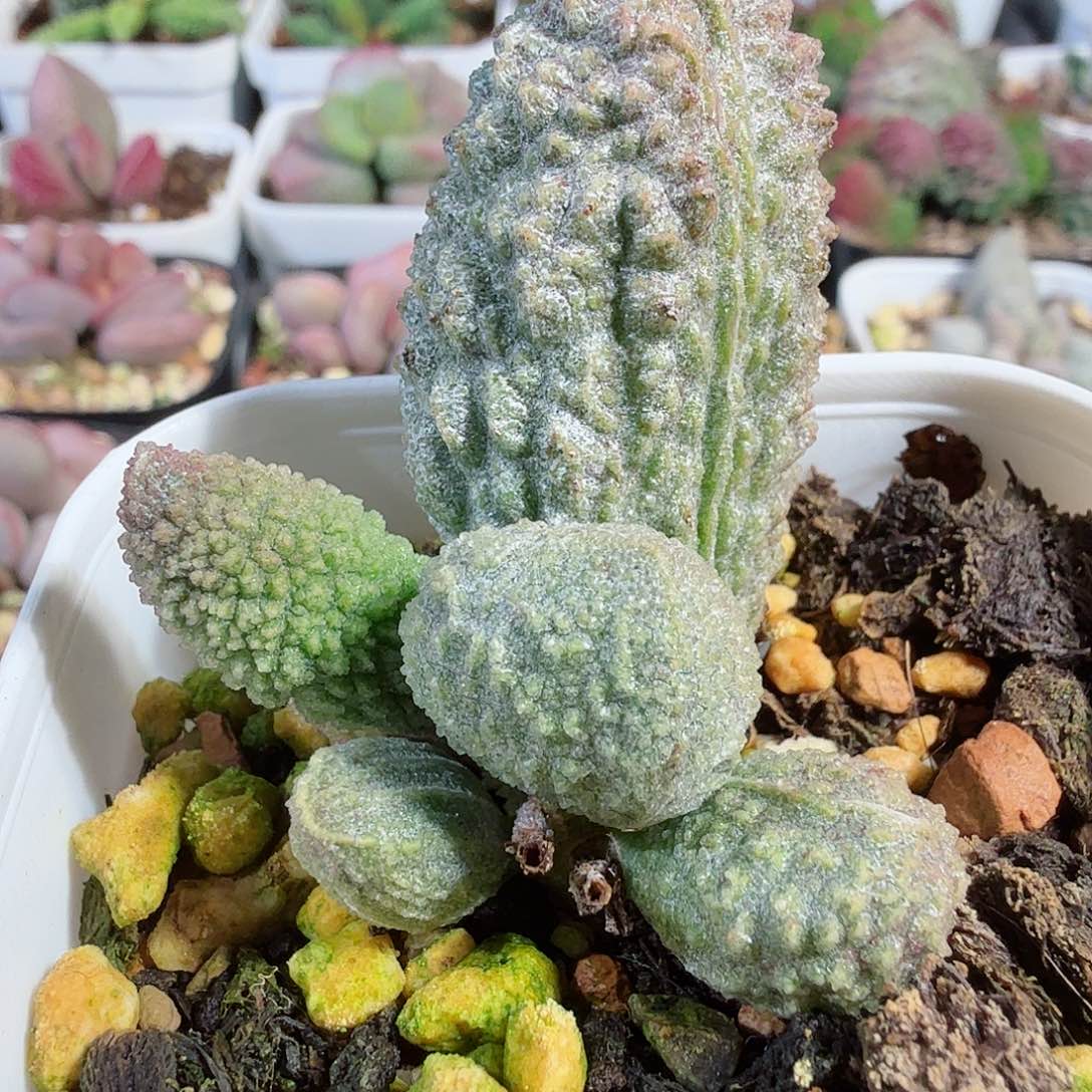 秦