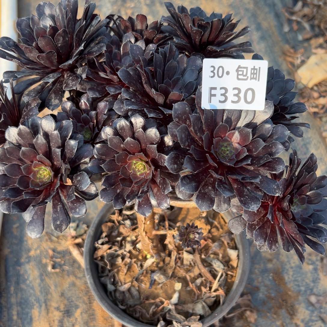 用****7330黑铜处理多肉