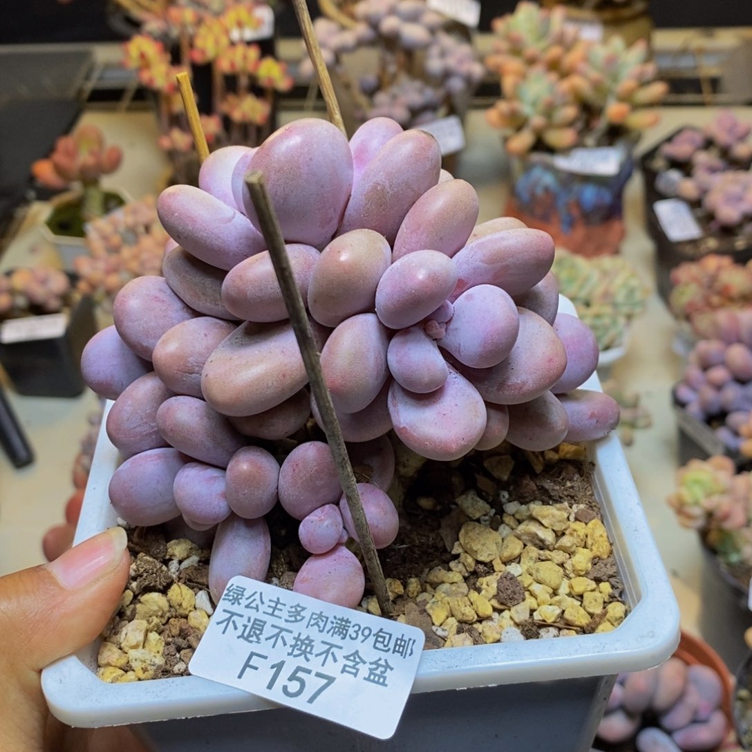 157水光针多肉9cm