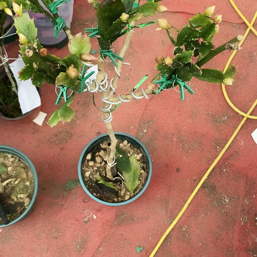 用***乐完全开放福利款树型