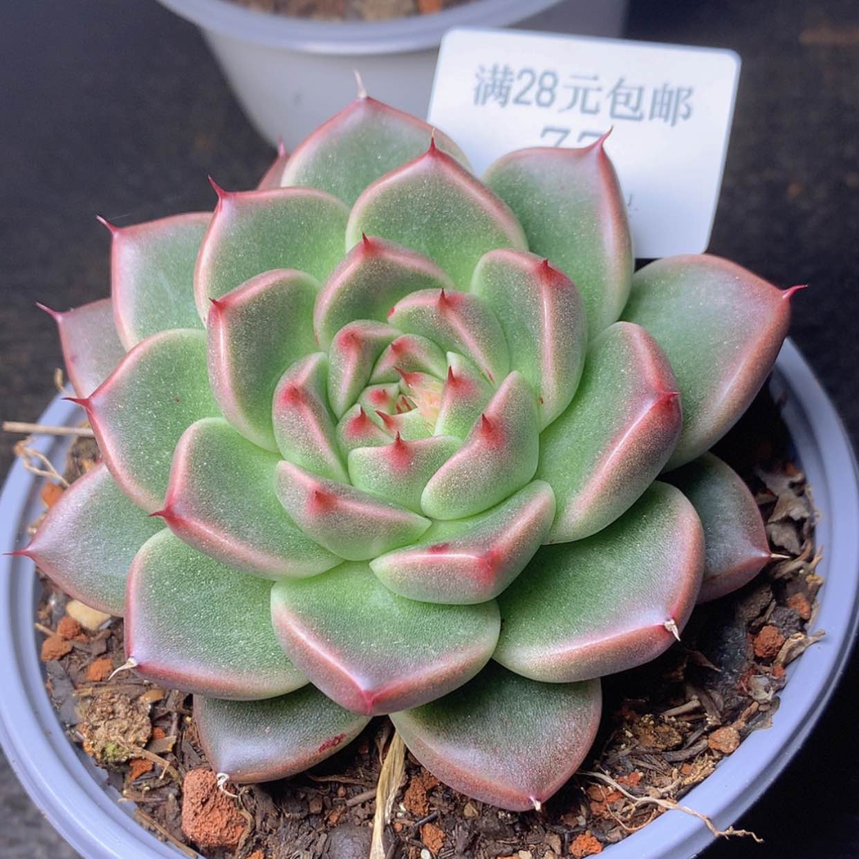 【闪购商品】云77号