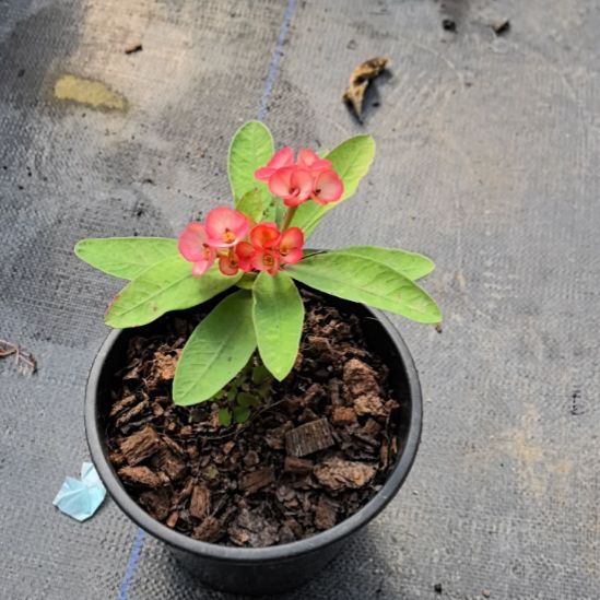 小***坤完全开放万花筒直播间一物一拍