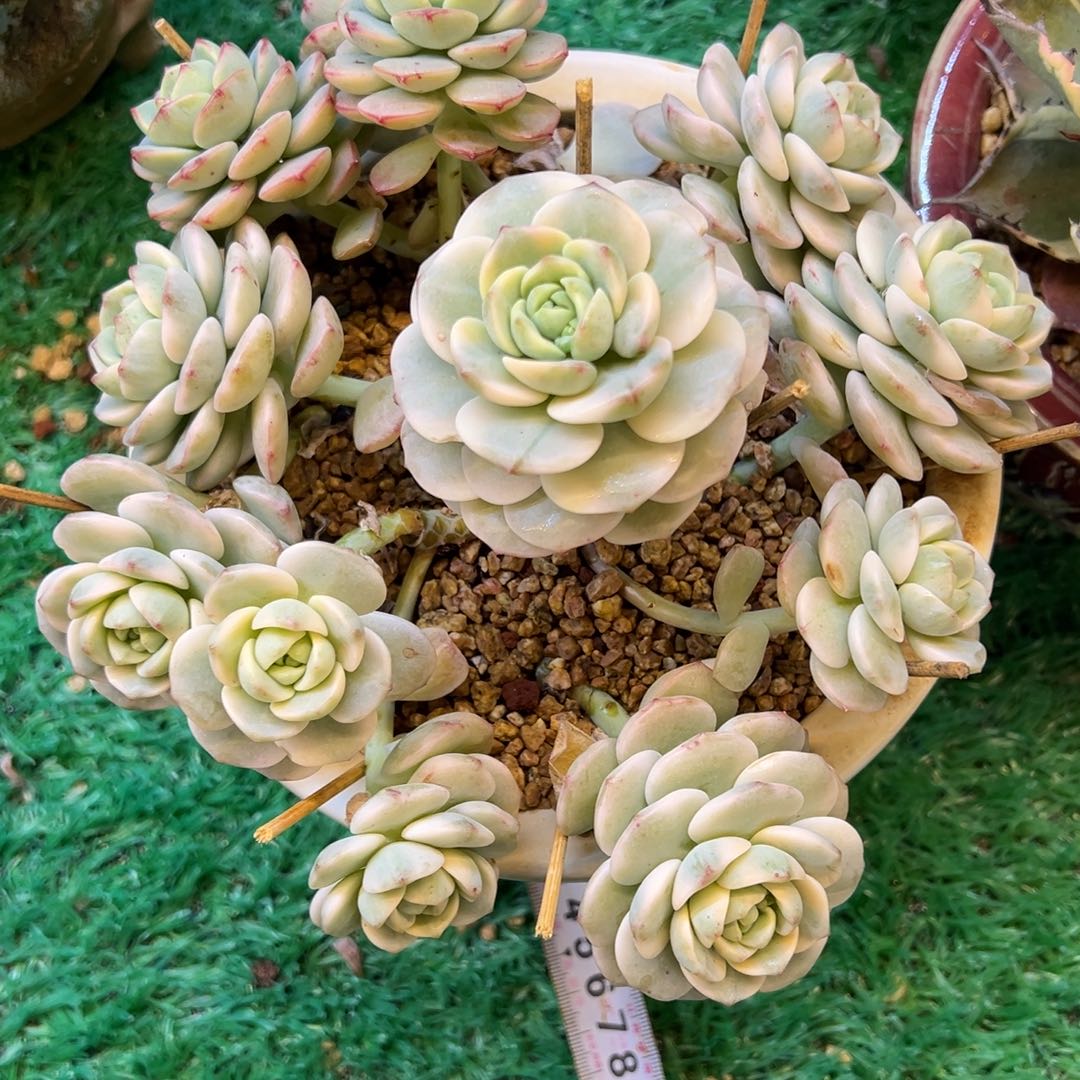 左***纯香草锦，，，，，，，，，，，，，，，，，，，，，，