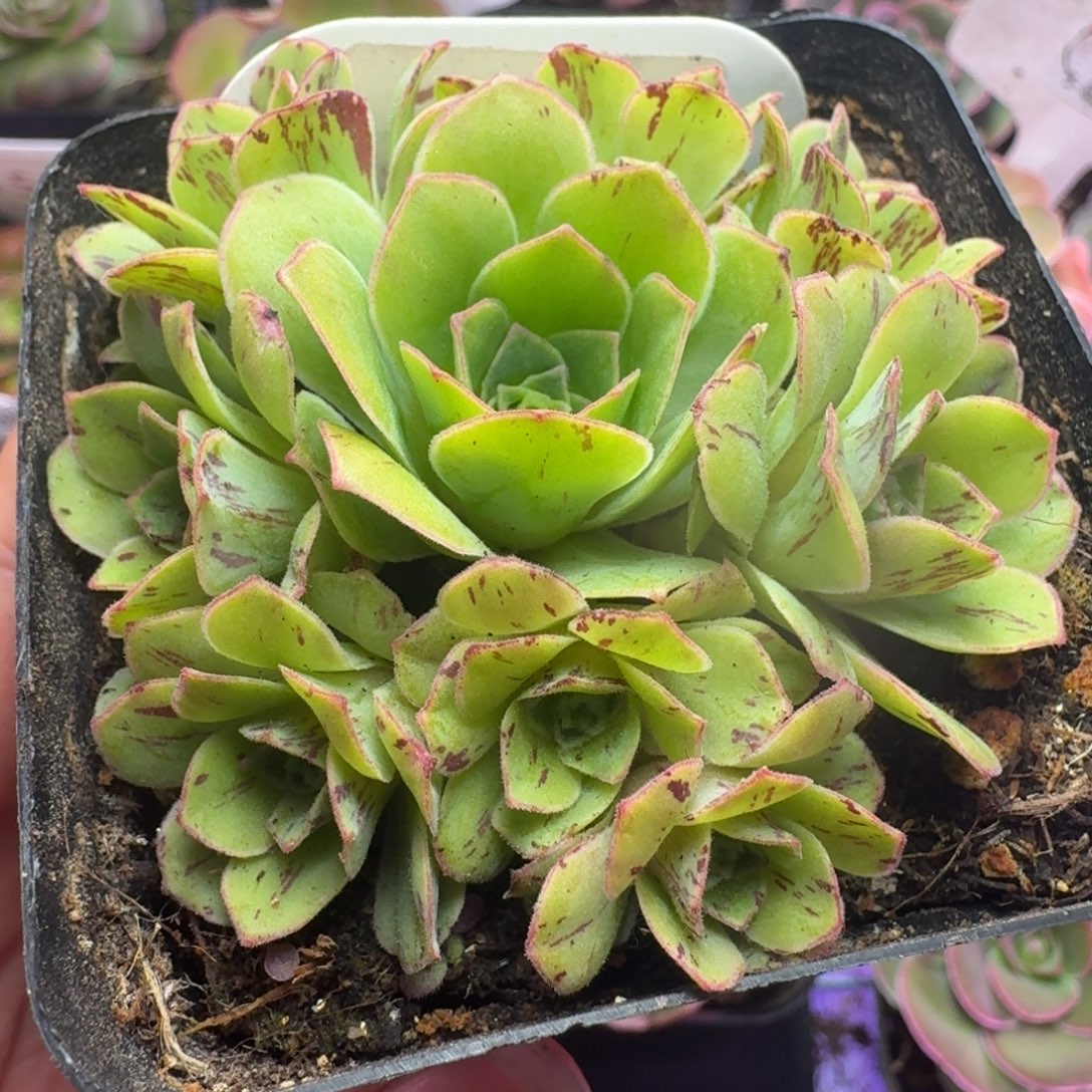 楹楹-180璀璨花球-冠幅  5cm