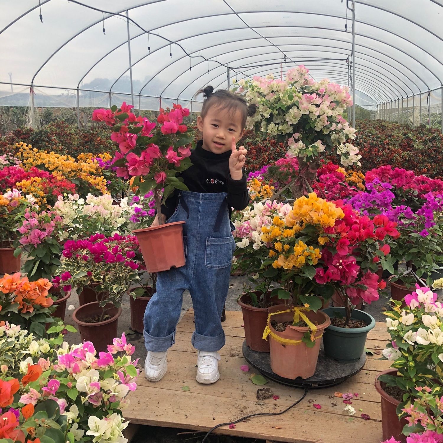 三角梅好品种袋苗四季开花