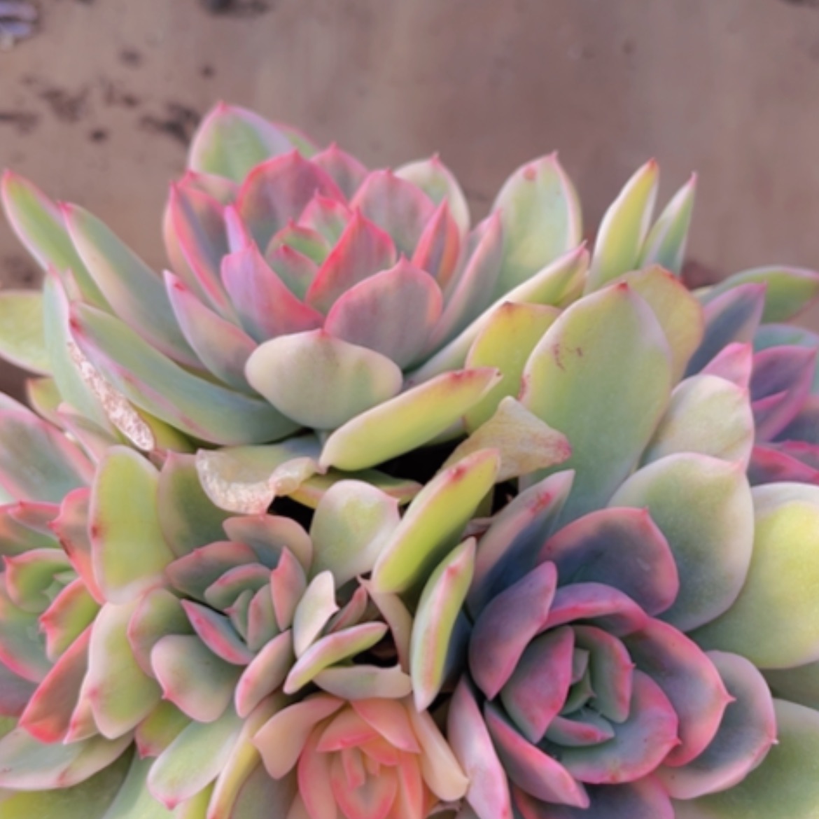 【闪购商品】绮罗锦05253