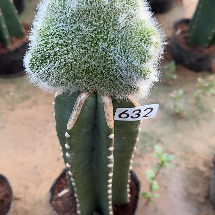 无花朵嫁接九尾狐缀632